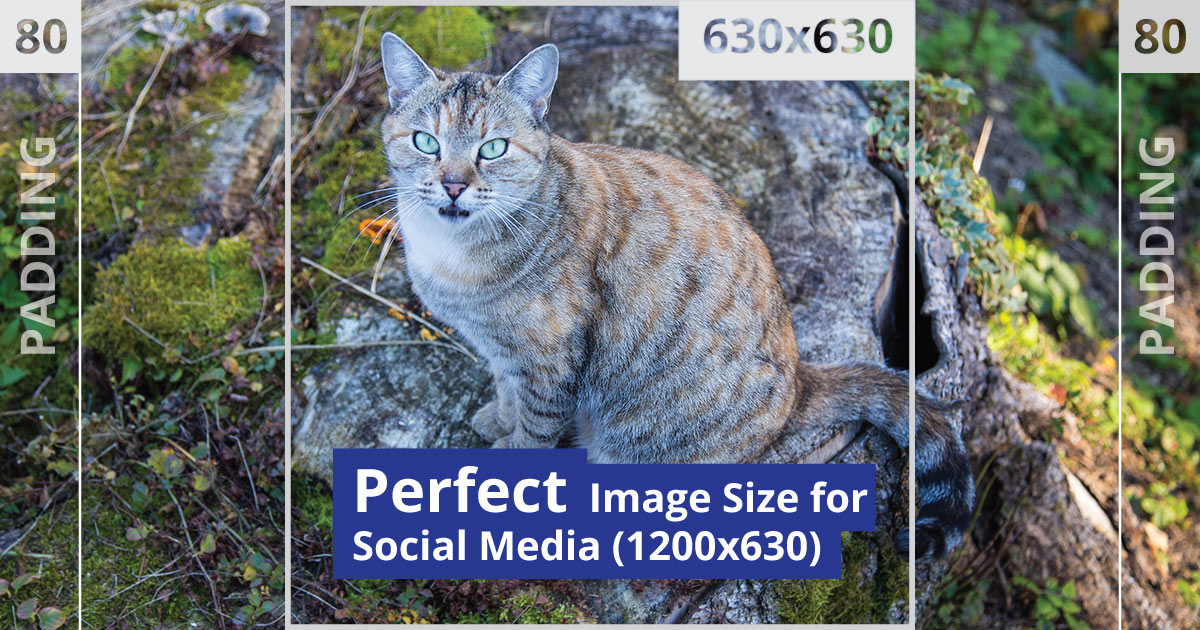 Perfect Image Size for Social Media • is ned org